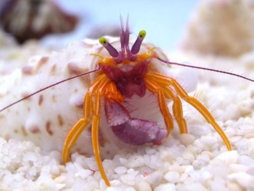 Pylopaguropsis speciosa Roter Löffel-Einsiedlerkrebs